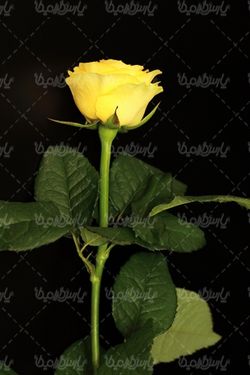 گل طبیعی