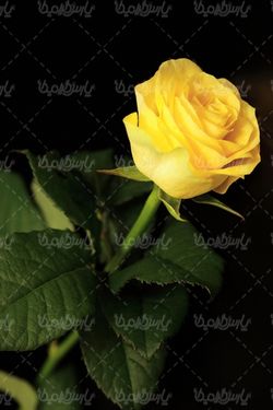 گل طبیعی