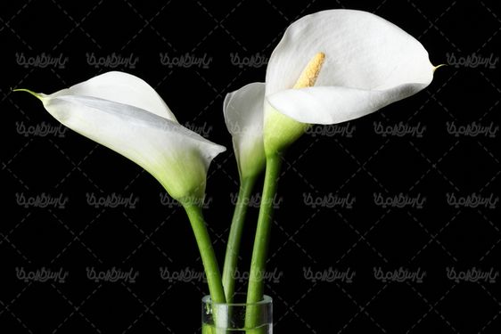 گل طبیعی
