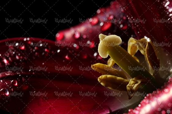 عکس با کیفیت گل طبیعی