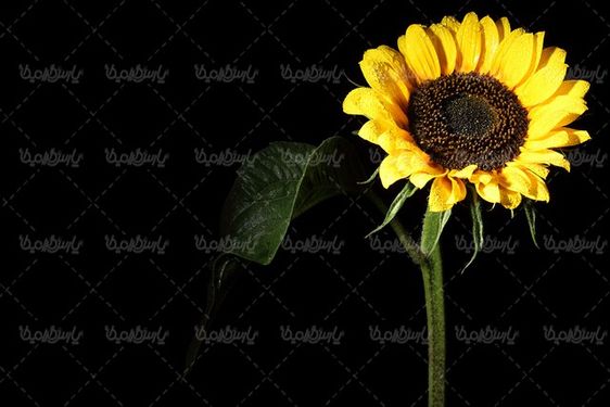 عکس با کیفیت گل زیبا