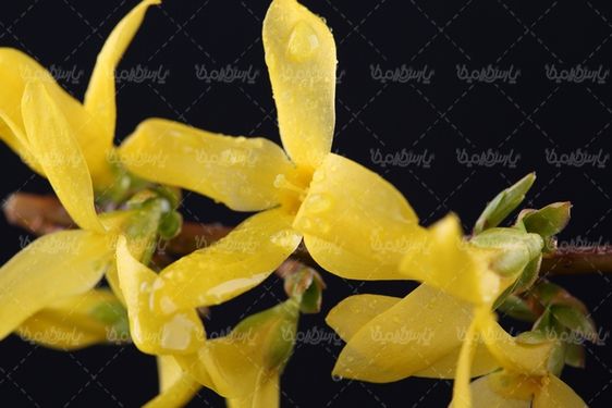 دانلود رایگان عکس گل