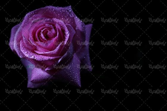 دانلود رایگان عکس گل