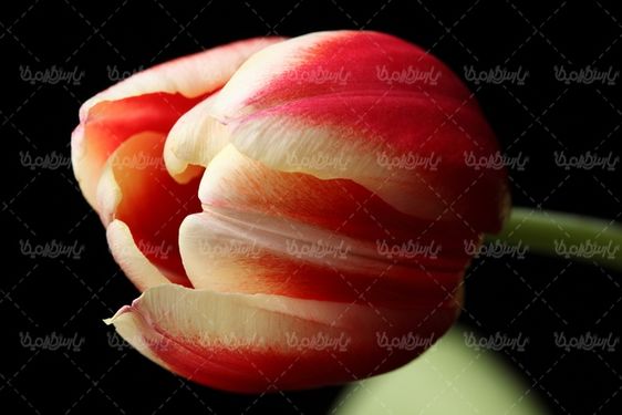 دانلود رایگان عکس گل