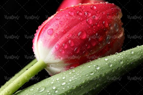 دانلود رایگان عکس گل