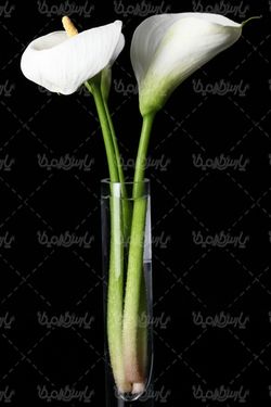 دانلود رایگان عکس گل