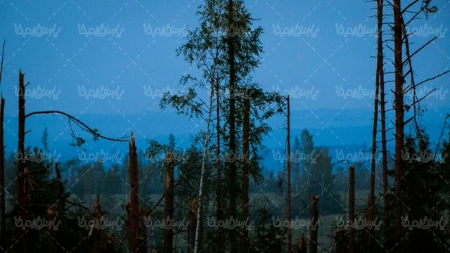 درخت های شکسته
