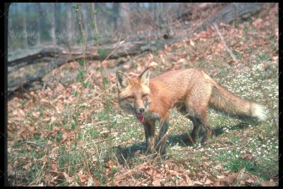 Fox