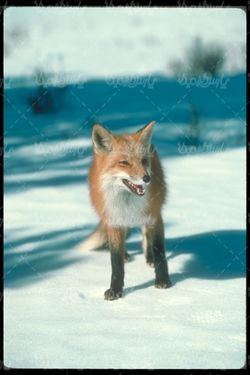 Fox
