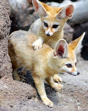 Fox quality image
