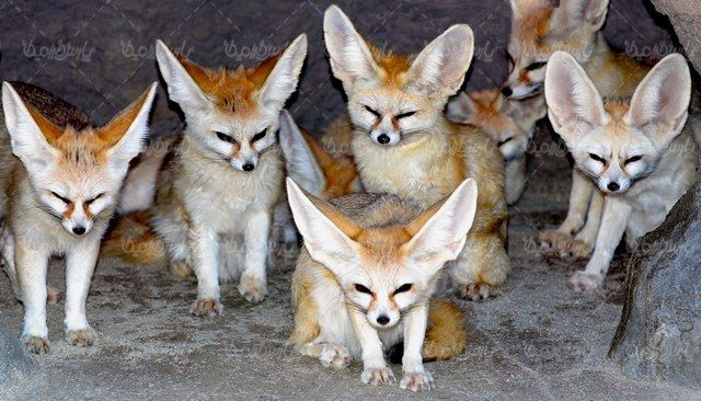 Fox quality image