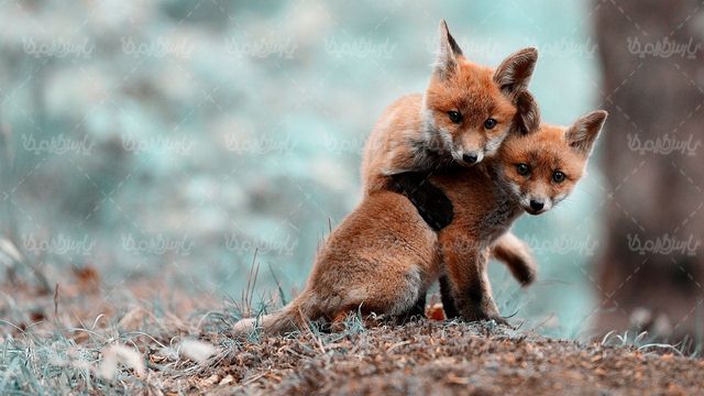 Fox quality image