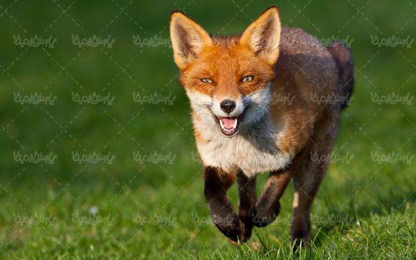 Fox quality image
