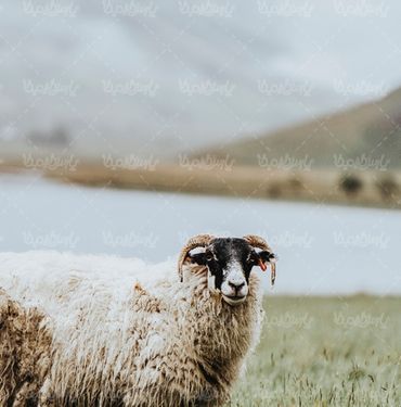 تصویر با کیفیت گوسفند