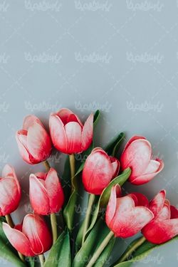 عکس با کیفیت گل