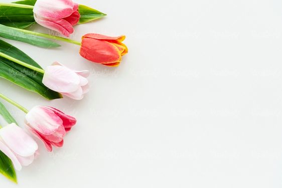 عکس با کیفیت گل