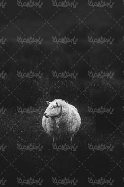 گوسفند