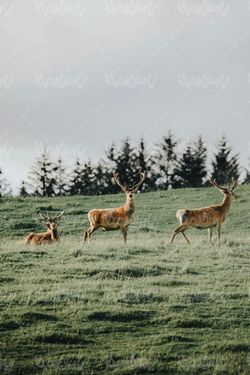گوزن