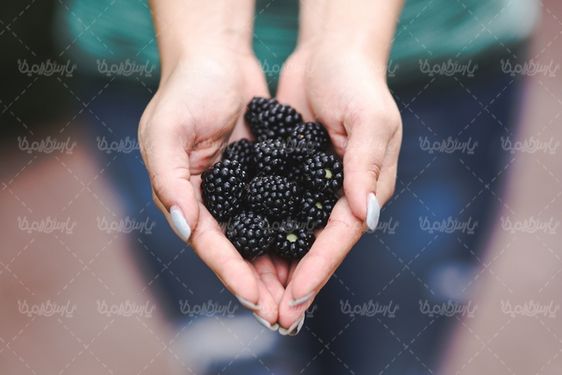شاه توت