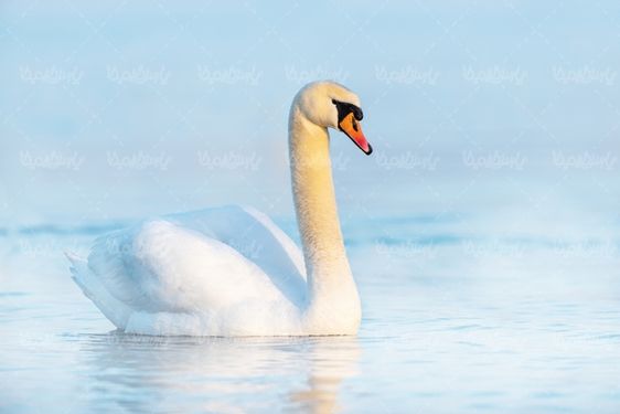White Swan