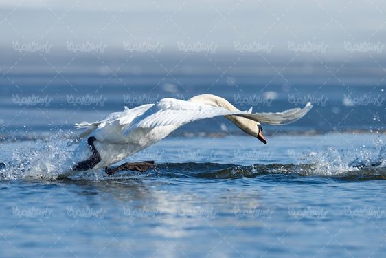 White Swan
