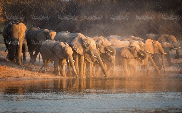 Elephant