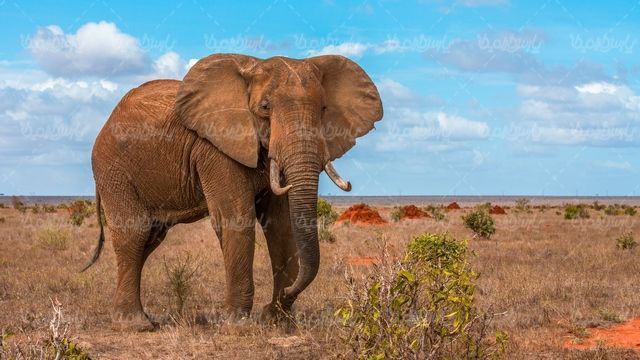 Elephant