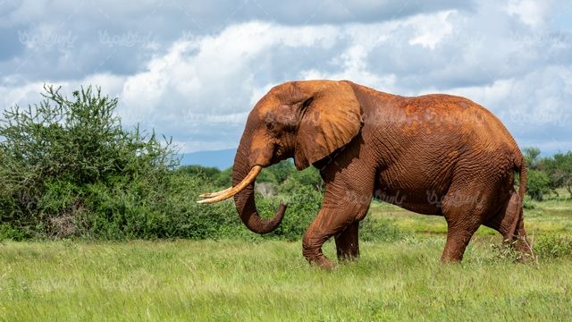 Elephant