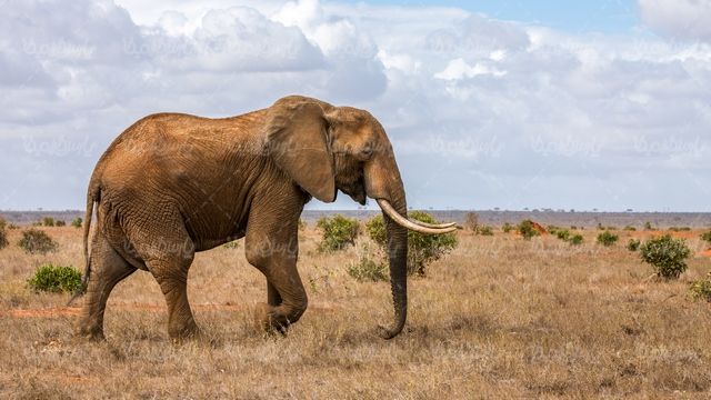 Elephant