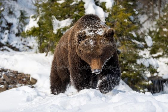 Grizzly Bear