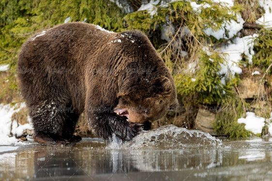 Grizzly Bear