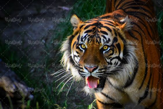 تصویر با کیفیت ببر