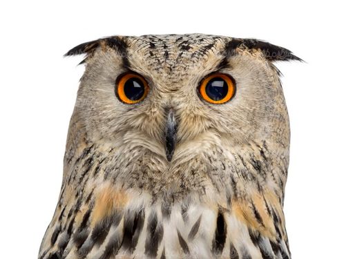 جغد