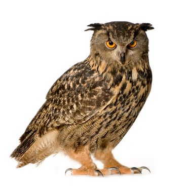 جغد