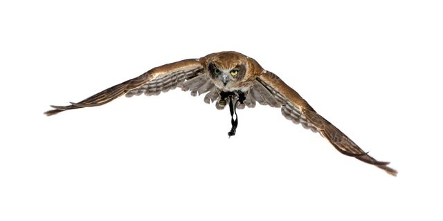 Owl