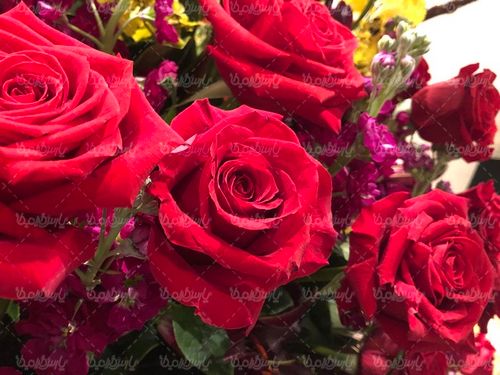 Download Free Rose Bouquet Photos