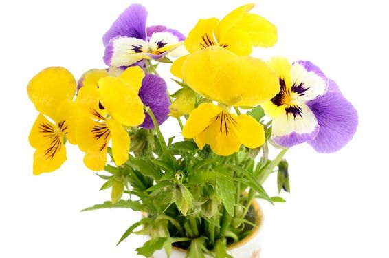 گل طبیعی