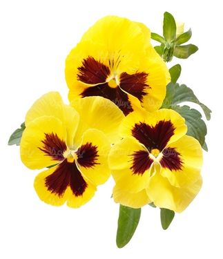 natural flower
