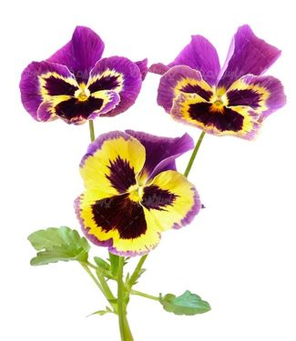 natural flower