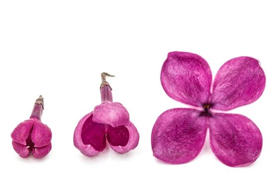 natural flower
