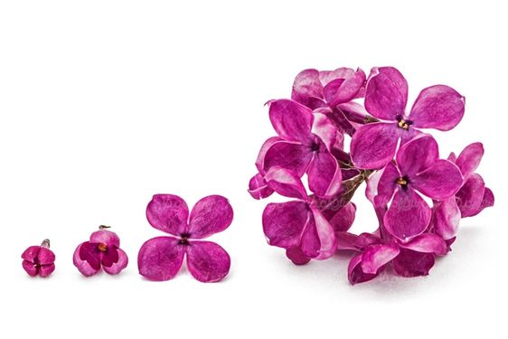 دانلود تصویر گل طبیعی