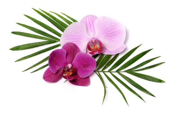 شکوفه گل