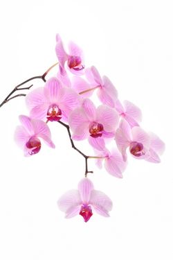 Download flower image