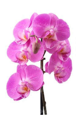 Download flower image