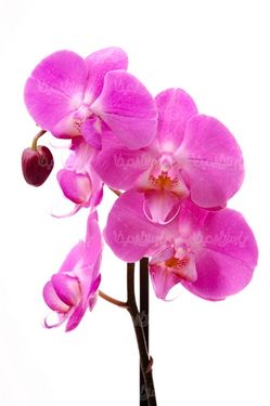 Download flower image