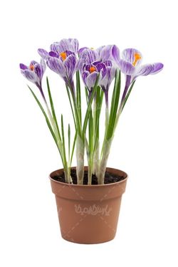 عکس گل طبیعی