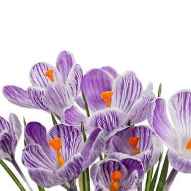 عکس گل طبیعی
