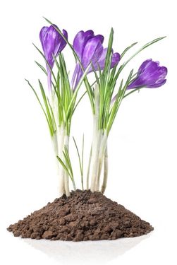 دانلود عکس گل طبیعی