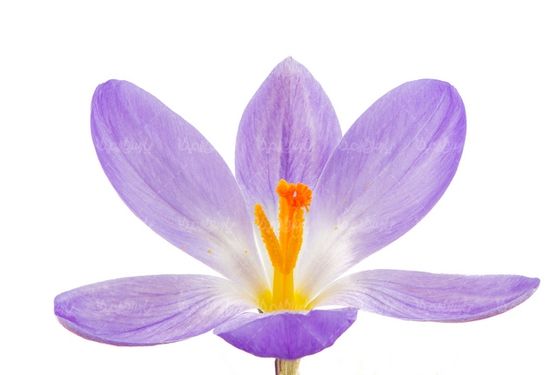 دانلود عکس گل طبیعی