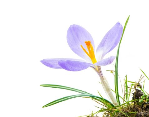 دانلود عکس گل طبیعی